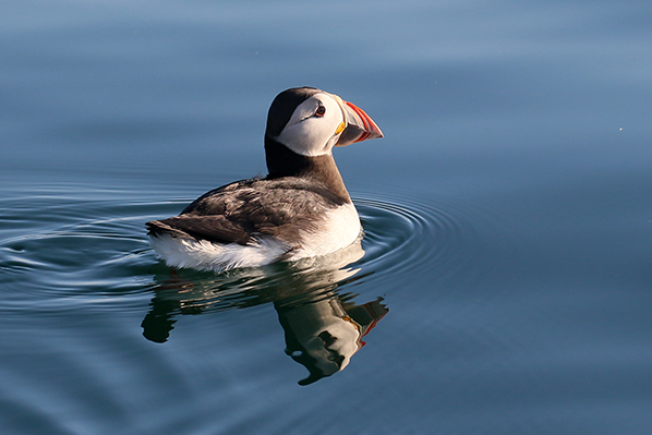 Puffin - Papagaaiduiker